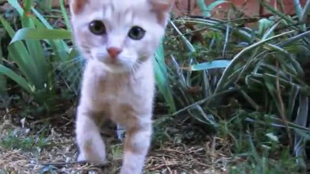 Cat Playing Green Garden — стоковое видео