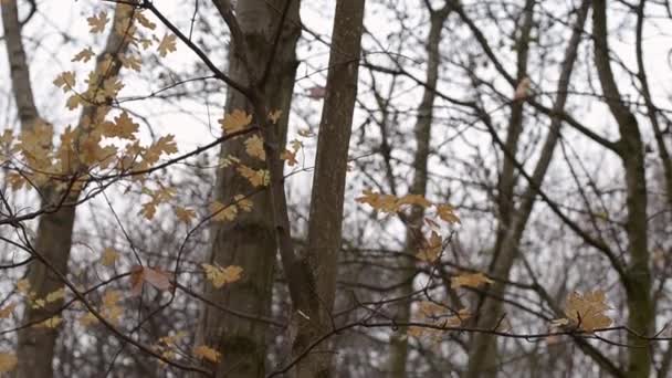 Sycamore Trees Winter Wood — Video