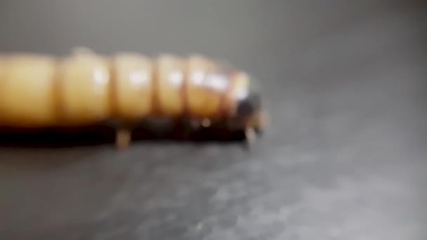 Close Focusing Crawling Mealworm — Vídeo de stock