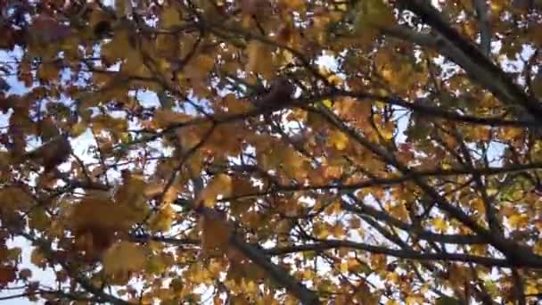 Перегляд Через Осіннє Листя — стокове відео
