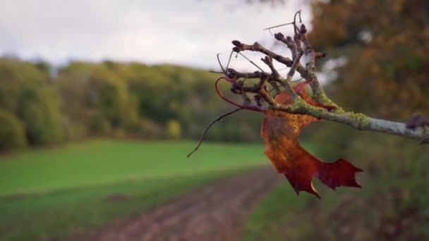 Last Autumnal Leaf Blowing Wind — Stockvideo