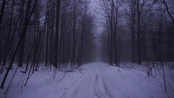 Path Leads Dark Woods Snow Ground — Video