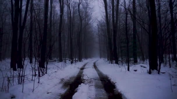 Tire Tracks Lead Dark Snowy Woods — Video