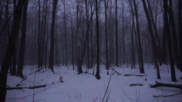 Bosque Oscuro Brumoso Con Nieve Suelo — Vídeos de Stock