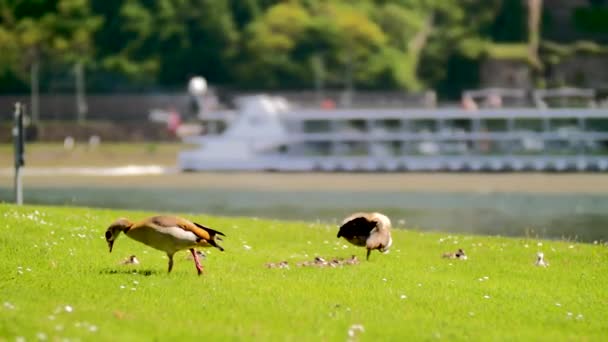 Some Ducks Chilling River Bank — Vídeos de Stock