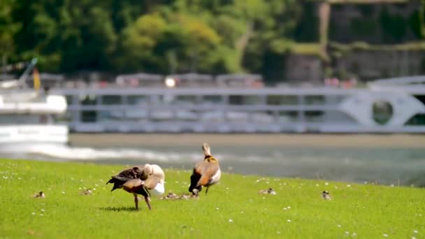 Ducks Walking Shore River — ストック動画