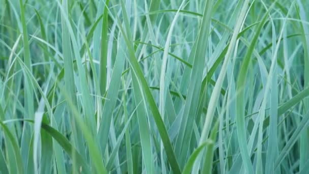 Footage Moving Tall Grass — Wideo stockowe