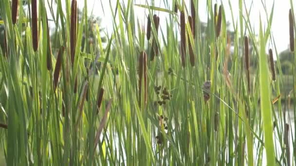 Combing Weeds Lake — Stock video