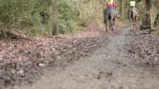 Horses Gallup Winter Woods — Stock Video