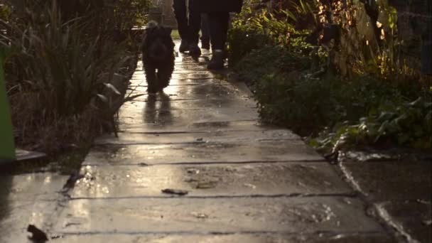 Walking Dog Wet Pavement — Stockvideo