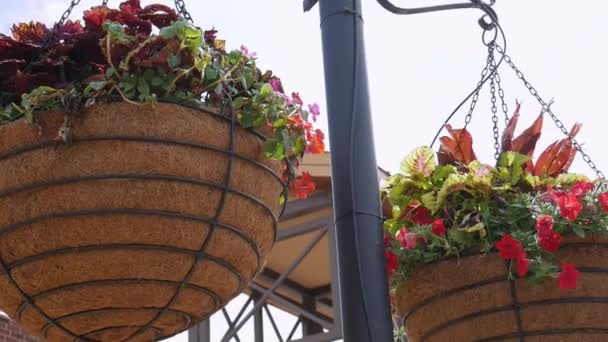 Квіткові Горщики Висять Сонячний День — стокове відео