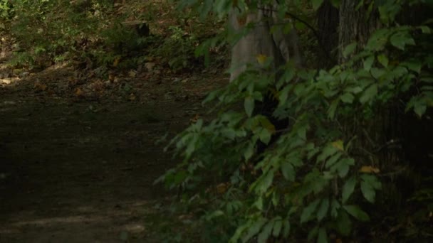 Girl Walking Woods Alone Slow Motion — Vídeo de stock