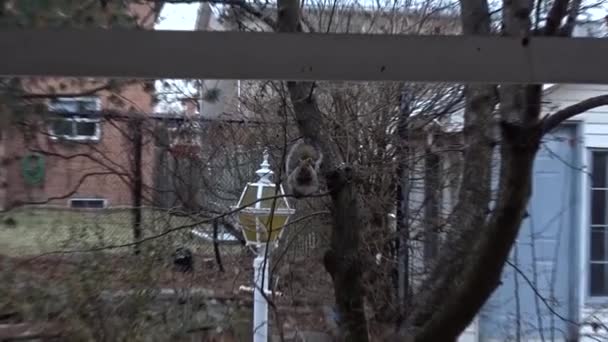 Closeup Squirrel Tree — Stok video