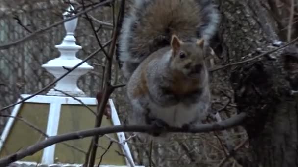 Close Footage Squirrel Trees — стоковое видео