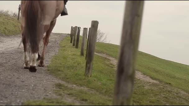 Horses Riders Bridleway — Stockvideo