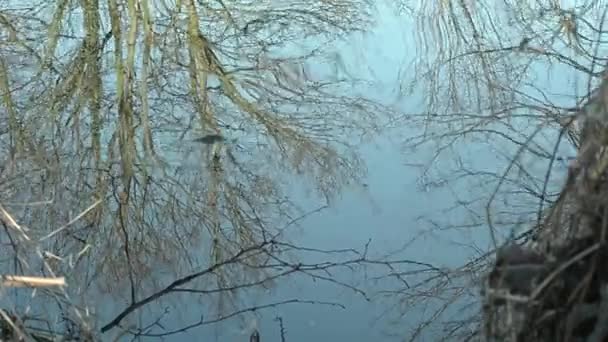 Trees Winter Reflected Lake — ストック動画