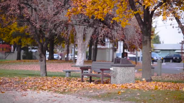 Autumn Leaves Falling Park Bench — Stock Video