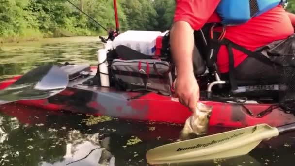 Largemouth Bass Being Released Alongside Kayak Small Lake — Stock video