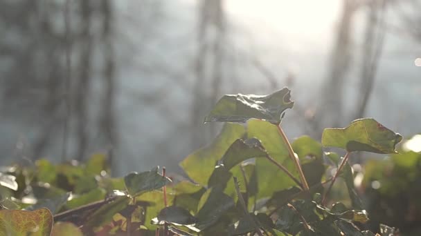 Ivy Grows Lakeside — Vídeo de Stock