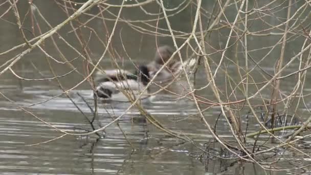 Ducks Splashing Water — Video Stock