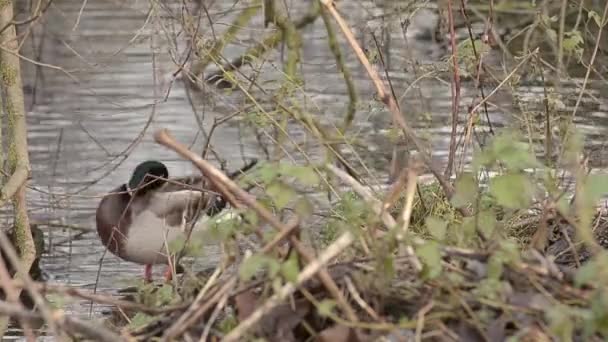 Duck Grooming Lake — стоковое видео