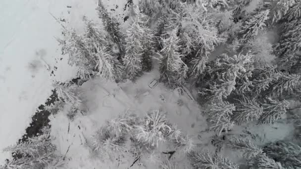 Looking Winter Trees — Video Stock