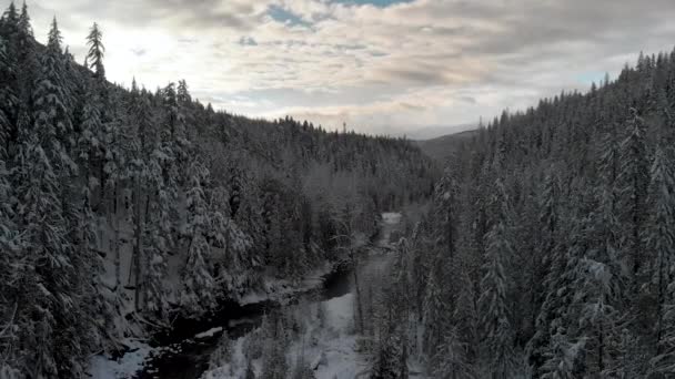 Por Sol Sobre Creek Floresta Inverno — Vídeo de Stock