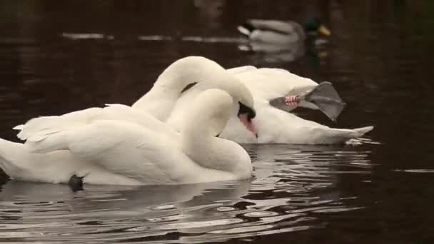 Two White Swans Grooming — Stok Video