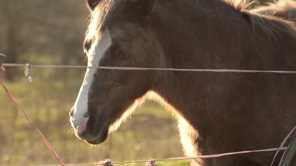 Horse Resting Fenced Pasture — Stockvideo