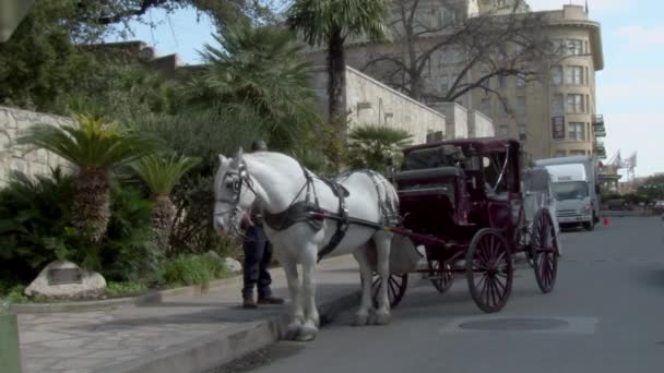 Shot Horse Buggy San Antonio — Video