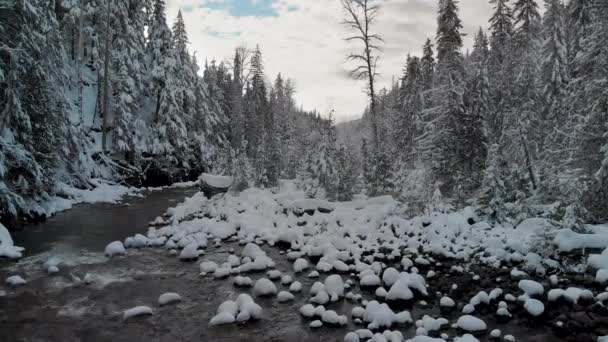 Slow Rise Winter Forest Creek — Video Stock