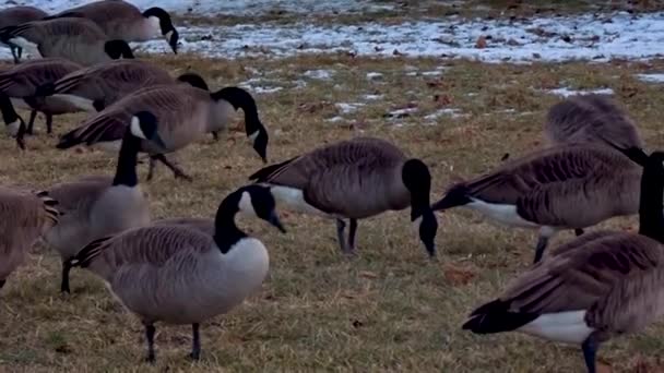 251 Grote snavels Videos, Royalty-free Stock Grote snavels Footage