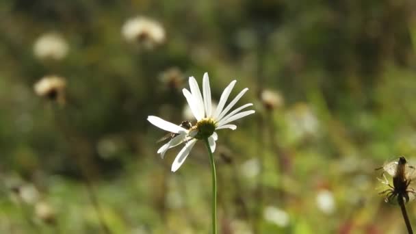 Bee Flying Daisy Sunny Spring Day Little Wind — Stok Video