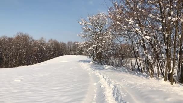 Morning Hike Woods Covered Snow — Wideo stockowe