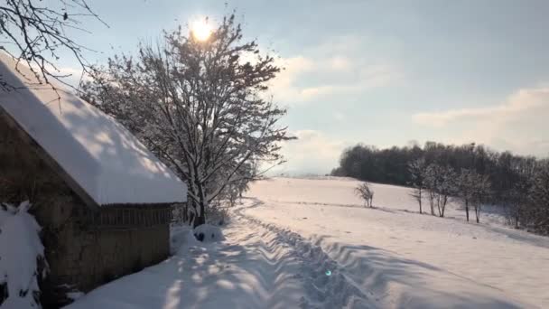 Morning Hike Woods Covered Snow — Stock videók