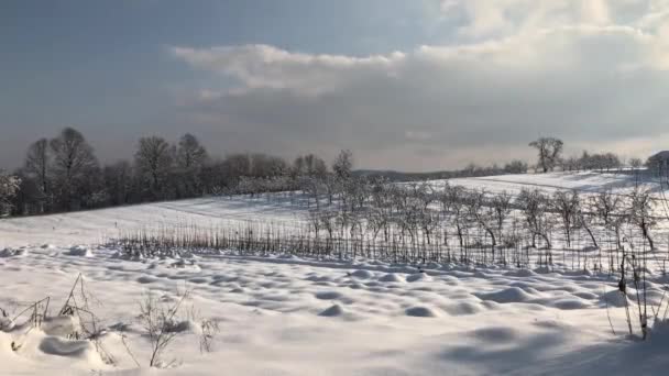 Ранковий Похід Лісі Покритий Снігом — стокове відео