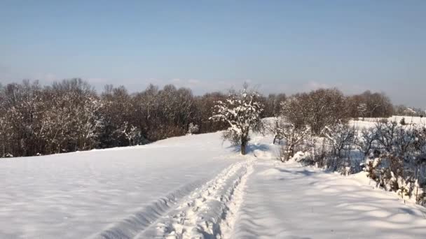 Morning Hike Woods Covered Snow — Video Stock