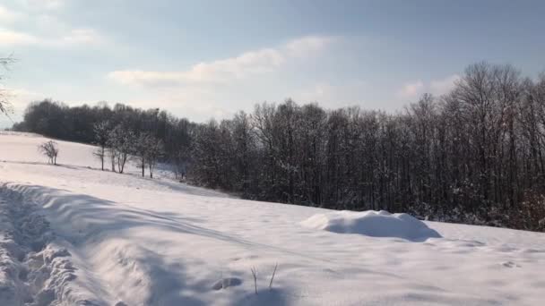 Ранковий Похід Лісі Покритий Снігом — стокове відео
