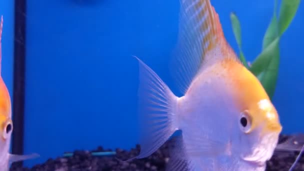 Curious Fish Swim Camera Lens Shot — Stok video