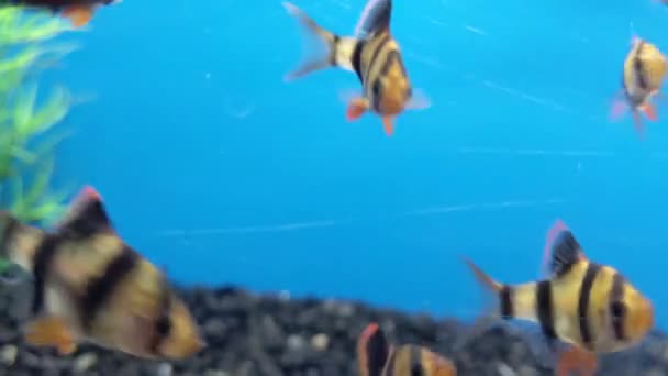 Yellow Black Striped Fish Darting Screen — Stockvideo