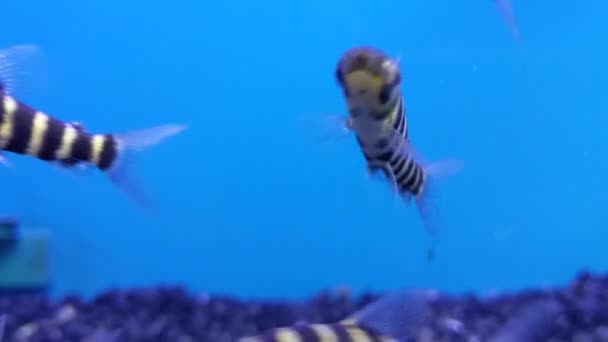 Closeup Tropical Fish Swimming Peacefully Tank Shot — Vídeo de stock