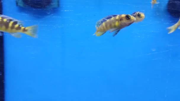 Energetic Striped Fish Dart Back Forth Shot — Video Stock