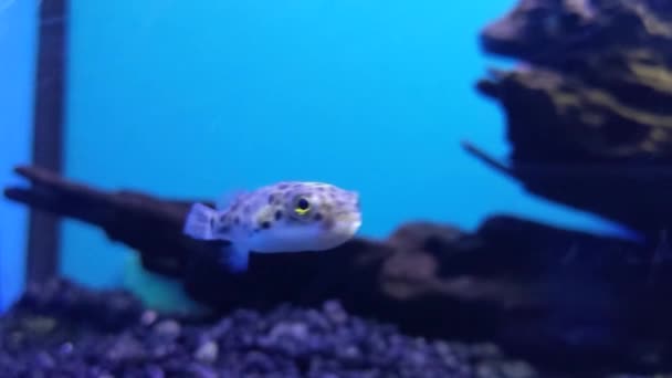 Closeup Puffer Fish Looking Camera Swimming — Stock videók