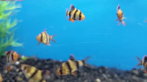 Busy School Fish Darting Back Forth — Αρχείο Βίντεο