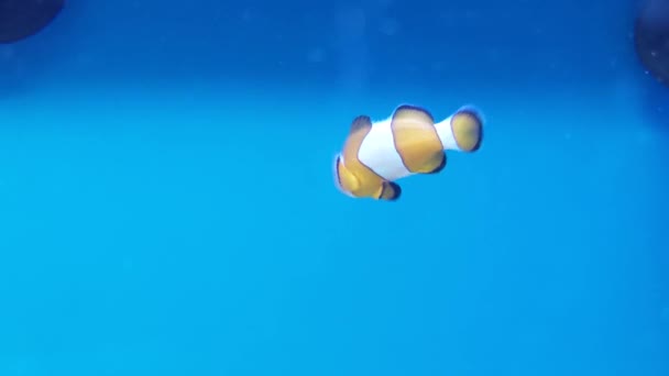 Clownfish Swims Peacefully Shot — стоковое видео