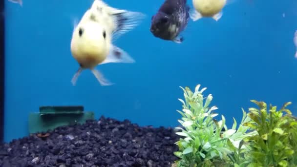 Closeup White Goldfish One Black Fish Background — Vídeo de stock
