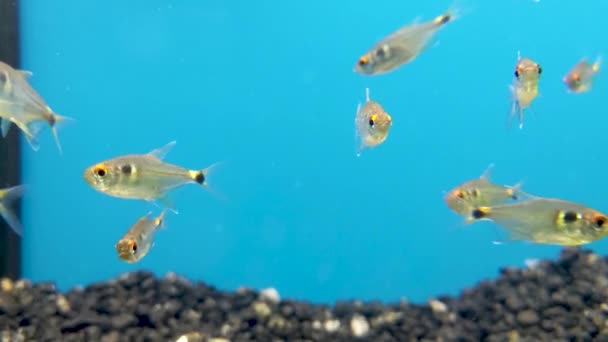 Closeup Fish Swimming Shot Resolution — Stok video