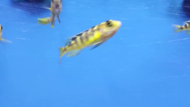 Closeup Yellow Tropical Striped Fish Swimming Shot — Stock videók