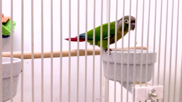 Caged Tropical Parrot Looks Camera Throws Seed Its Beak — Vídeo de Stock