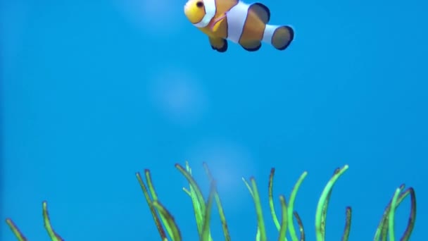 Closeup Shot Clown Fish Shot — Wideo stockowe